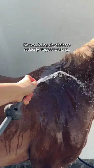 Every horse owner knows this struggle 😂🐴 #horse #equestrian #horseriding #horz