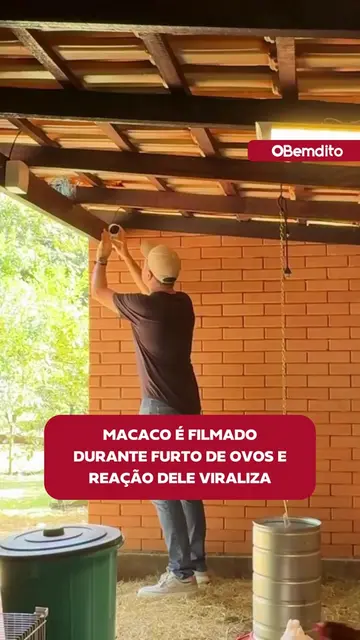 macaco é filmado durante furto de ovos e reação dele viraliza