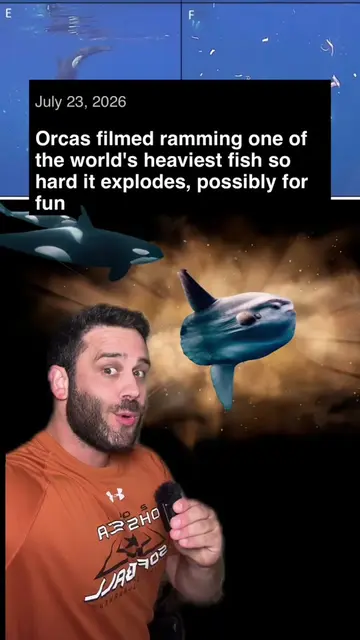 Why are whales making fish explode? For fun, or food processing? #animals #whale