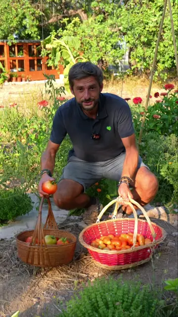 Stop waiting for your tomatoes to turn fully red before harvesting 🌿 Once a tom
