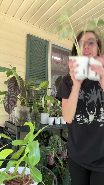 Everyone makes this one mistake when putting plants into semi-hydro. #plants #ho