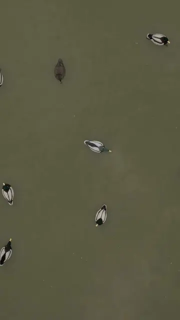 Live ducks don’t sit idle. Neither should your spread. The E1 lineup is growing.