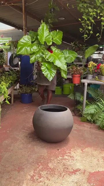 Go big. Go green. Make a statement. 🌱 #fyp #plant #PlantLover 