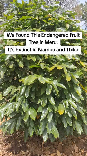 This Indigenous Fruit Tree Has Already Disappeared From Parts of Kenya Uvarioden