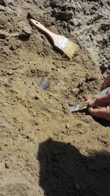 MASSIVE T. REX TOOTH FOUND! You could not ask for a more beautiful dinosaur toot