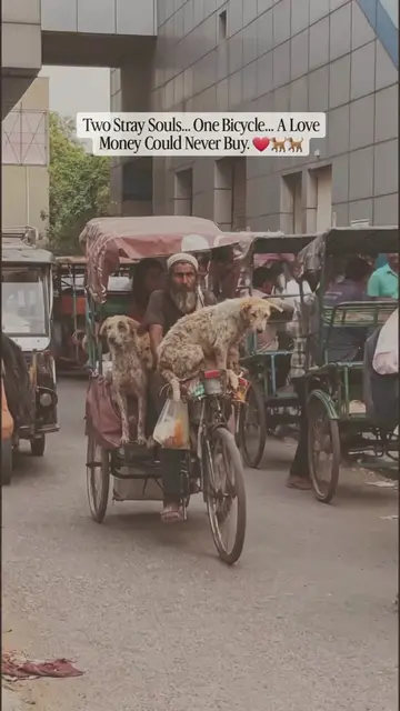 In a world that often rushes past stray animals, one simple act of kindness spea