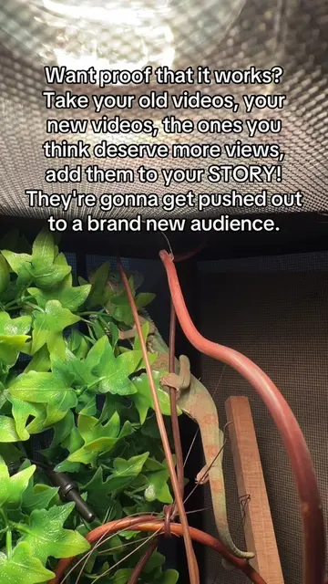 Want proof that it works? Take your old videos, your new videos, the ones you th