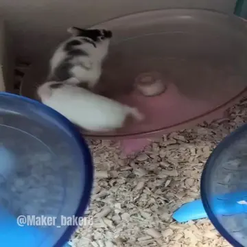 #discipline #meme #selfcontrol #stoicism #hamster 