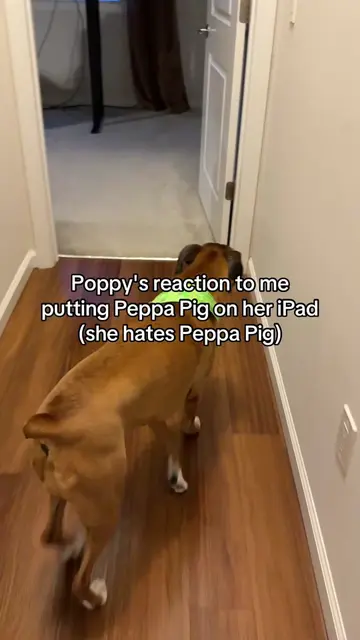 I wonder what Peppa Pig did to Poppy in her previous life 🙄🙄🐷🐽🤣🤣 #boxerdog