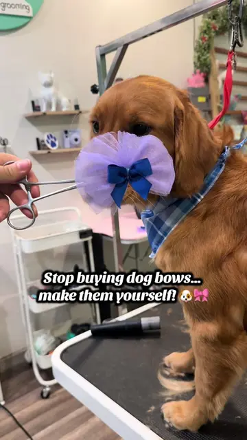 One of the many reasons I love being a groomer😳 . #goldenretriever #diyproject 
