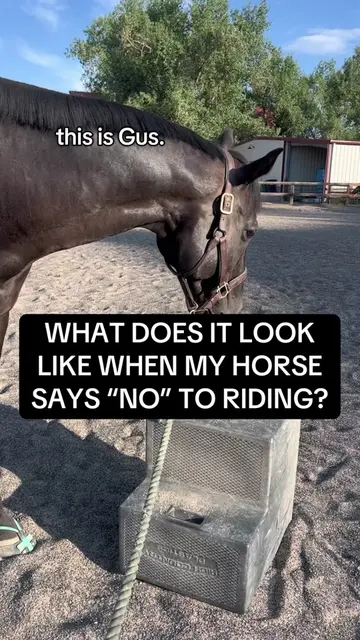 y’all think it’s amazing the way Gus says “yes” to being ridden but I figured I’