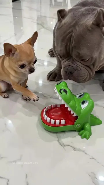 Chihuahua tricked Bully into the crocodile toy jaw trap 😂 From sneaky crocodile