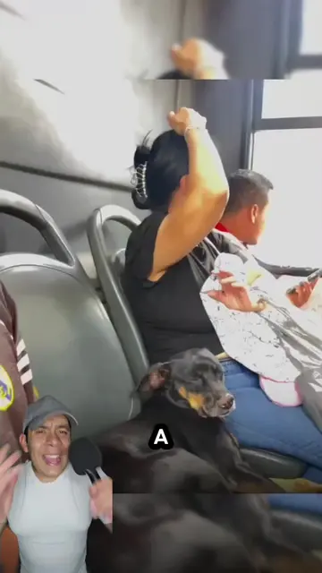 Un perrito sin hogar ocupó un asiento en el autobús y una señora dió su opinión 