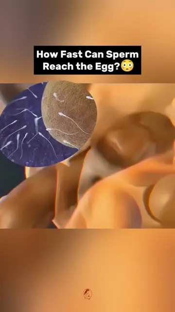 How Fast Can Sperm Reach the Egg?😳 #LearnOnTikTok 