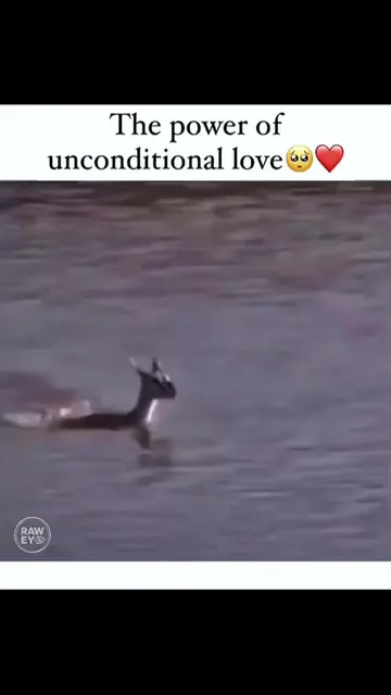 Unconditional Love Quote Boost, Power of Love in One Line #creatorsearchinsights