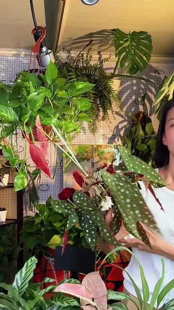 I never change my plant soil!diy fermented water keeps soil healthy,roots safe,a