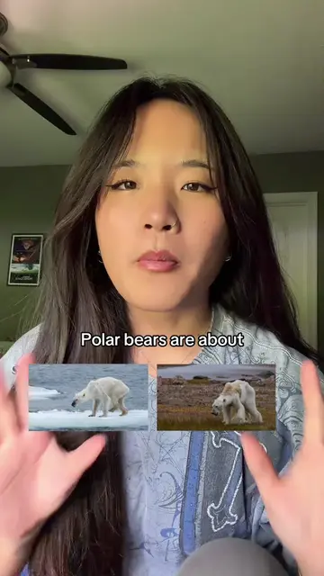 We need to be better #environment #polarbears #orangatuans #planet #earth 