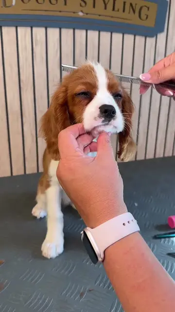 Doggy Daily Episode 221: Pedro the Cavalier King Charles Spaniel 🐾  • • • #cava