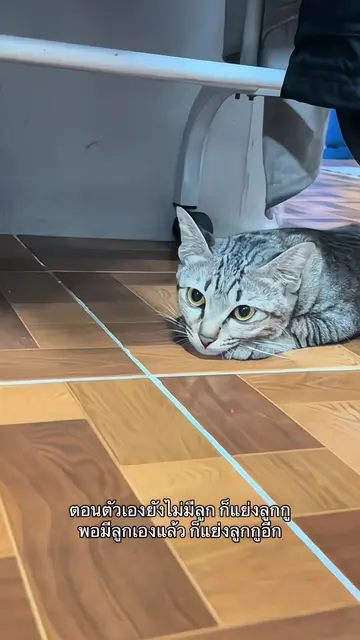 #แมว 