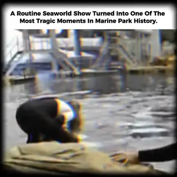 On February 24, 2010... Veteran SeaWorld trainer Dawn Brancheau was interacting 