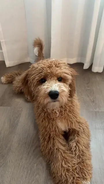shark attack #goldendoodle #bopitchallenge 