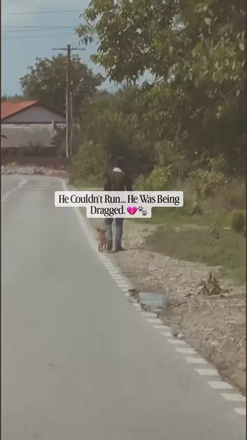 We were driving when we saw something that broke our hearts—a tiny puppy being d