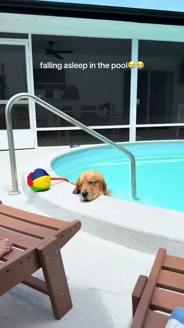 I could cry #reefthegolden #goldenretriever 