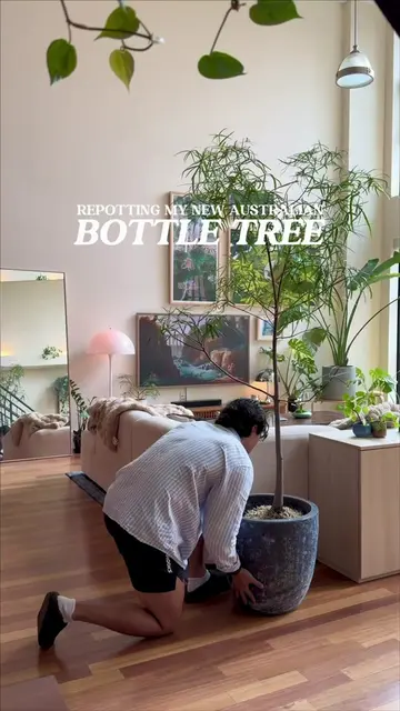 I’m so excited about my new Australian Bottle Tree from Rewild! Thank you so muc