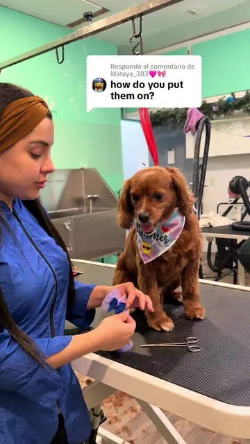Respuesta a @Mataya_303🩷🎀 With the same bow band😳 . #dogoftiktok #doggrooming