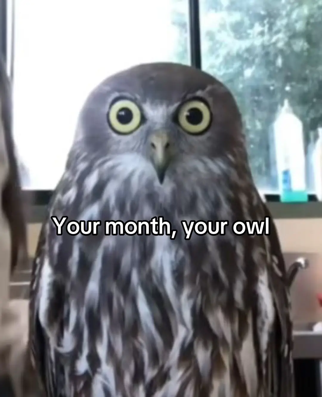 #yourmonthyourthing #owls #owl #fypシ 