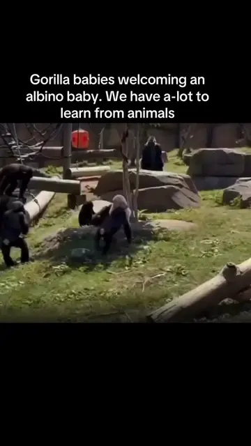 The way the troop gently welcomes this precious baby albino gorilla is absolutel