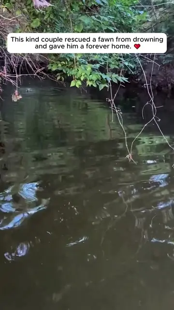 This kind couple rescued a fawn from drowning . #animals #animalrescue #fawn #de
