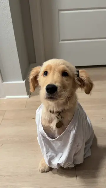 Dobby is freeeee #dobbythehouseelf #goldenretrieverpuppy 