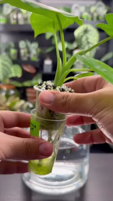 Not every repot is about moving into a bigger pot. Sometimes it’s about choosing
