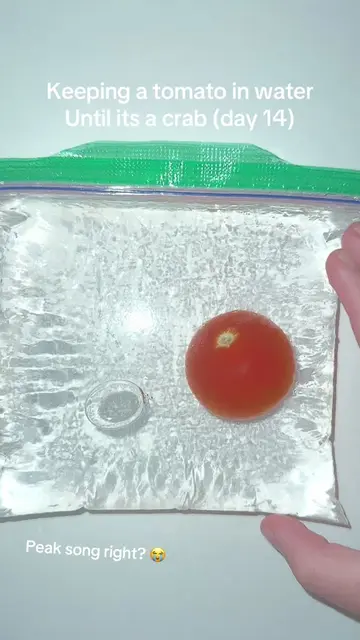 #sciencefun #viralchallenge #pleasedontflop #tomatoinwater #tomatoexperiment 