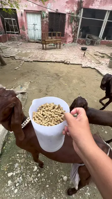Rainproof Your Goats Easily, Rainy Season Goat Hacks, Keep Your Goats Safe in Ra