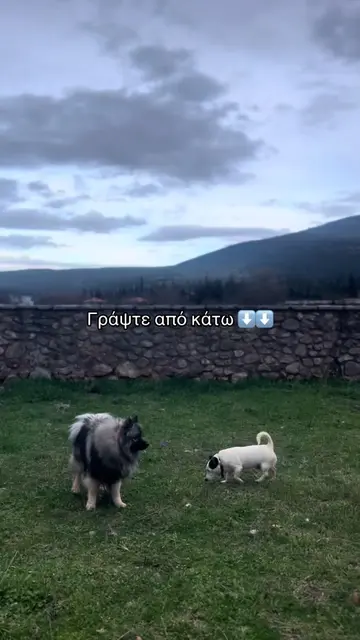Ένα κοινό πρόβλημα που μοιραζόμαστε όλοι οι ιδιοκτήτες κατοικίδιων ζώων είναι ότ