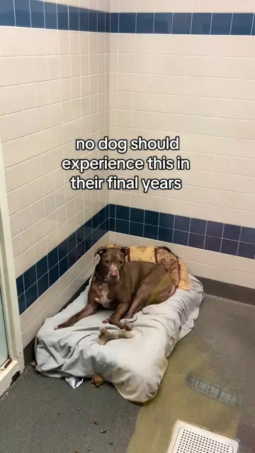 diesel said he just wants to cuddle & eat snacks come pick him up!!! 😔😔 #FCDSA