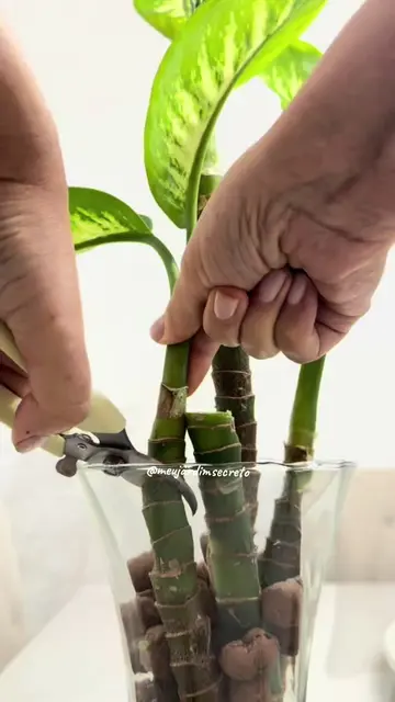 🌿✂️ Hora da poda da Comigo-ninguém-pode! Depois do corte, passei canela em pó p
