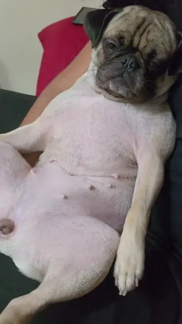 TICKLE TICKLE TICKLE!! #pug #dog #dogsoftiktok #funny 