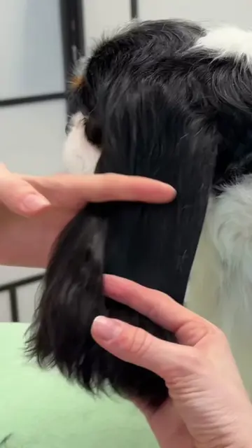 #dog #dogrooming #pet #grooming 