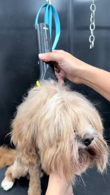 Summer fresh❤️ #cavapoo #dogsoftiktok #doggrooming #petgrooming #doglover 