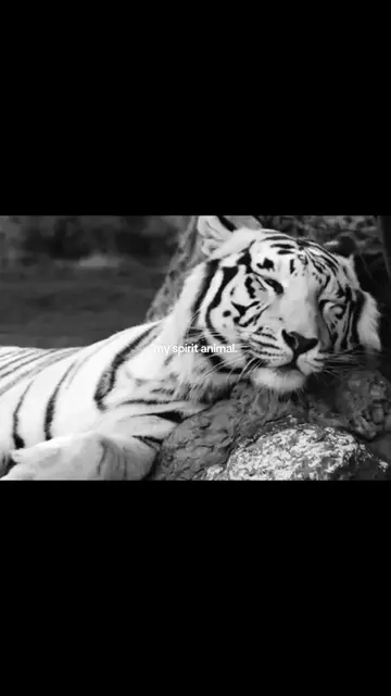 Parte 16 | #myspiritanimal #whitetiger #foryoupage #wylos_ 