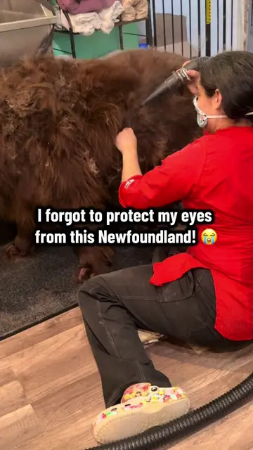 PetSmart recommended shaving this Newfoundland, but his mom and I decided to giv