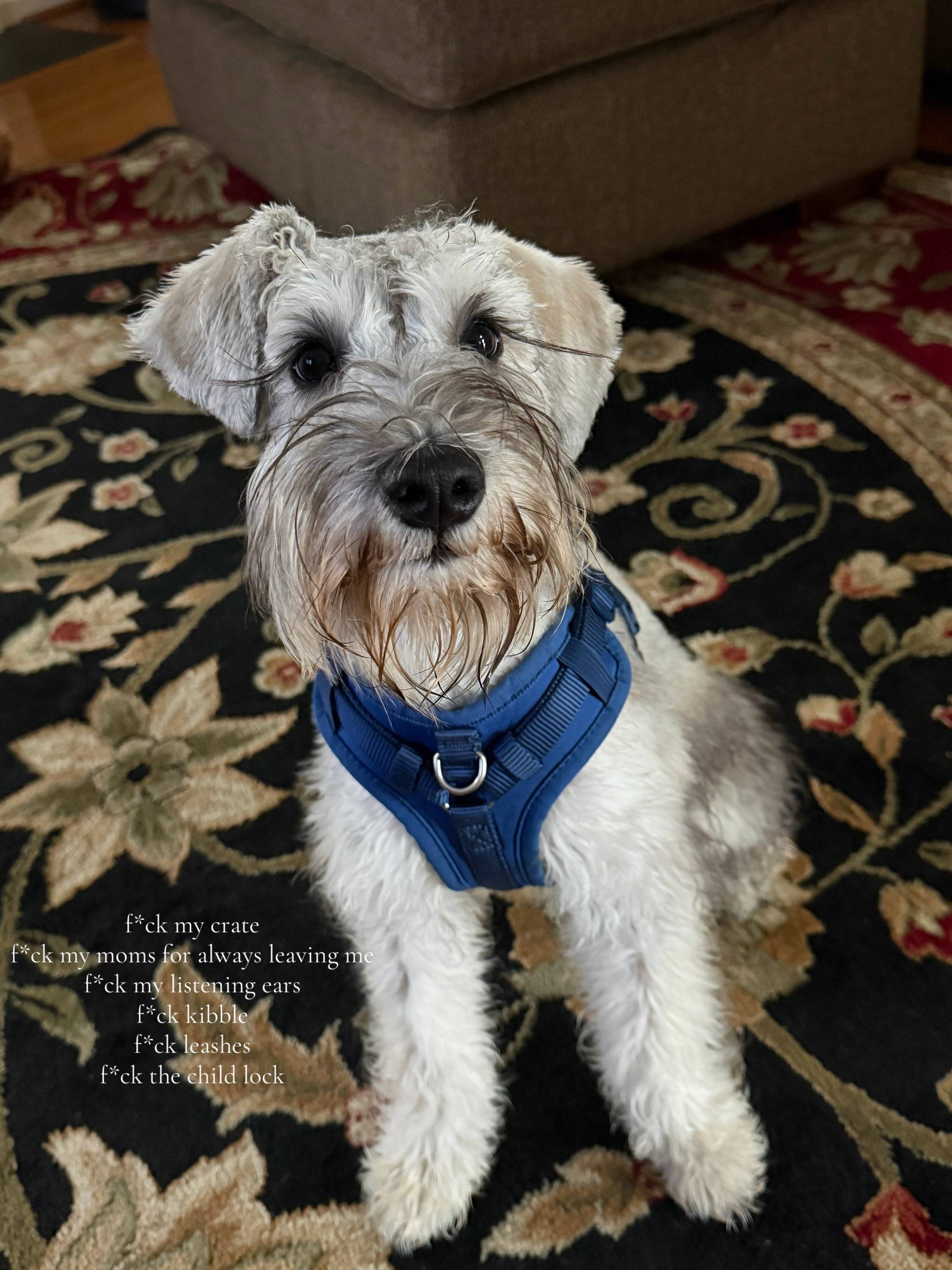no one told me the mini schnauzer life would be like this😭 #minischnauzer #mini