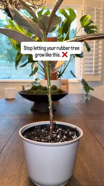I see so many rubber plants with bare bottoms, so I wanted to show you how to gi
