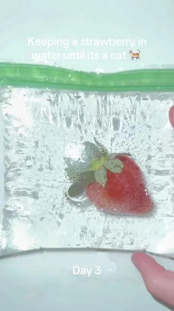 #viralchallenge #pleasedontflop #sciencefun #strawberryinwater #strawberryexperi
