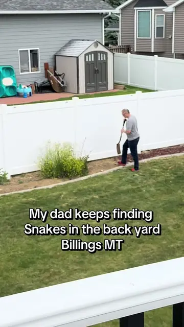 Multiple comments are contradicting each other about bull snakes —My dad is tryi