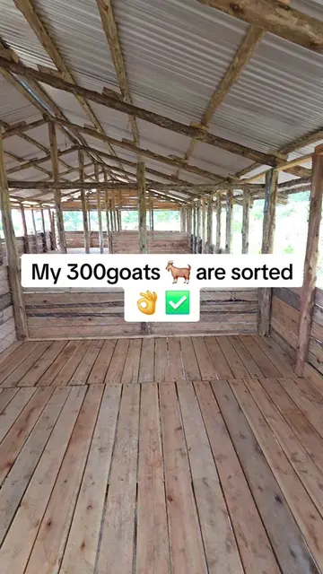 You can as well have this #dairy #pastures #goatfarming #kimd 