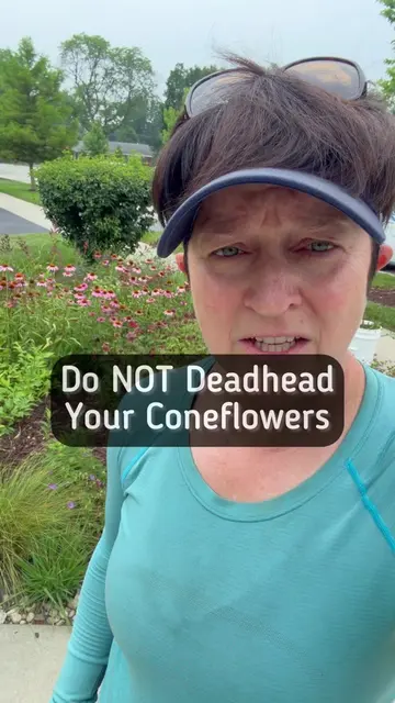 Do not deadhead your Coneflowers because we want those plants to create seeds fo